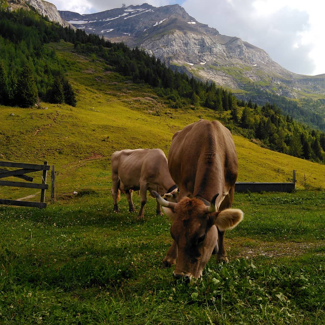 Accueil Vaches Alpage Montagne