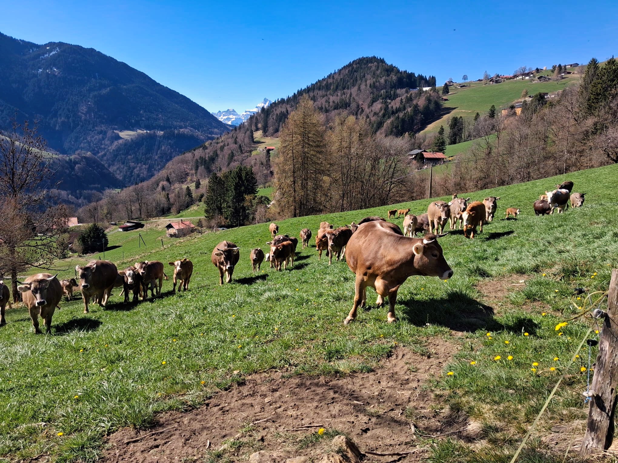 Accueil Vaches Paturage Alpin Montagnes